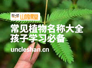 公园草地常见植物名称识别图鉴，孩子外出游玩学习必备（超全资料包）